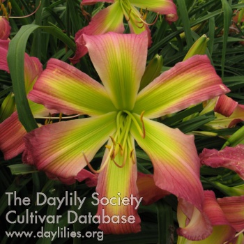 Daylily Dance with Somebody